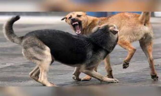 <p>कुरुंदवाडमध्ये भटक्या कुत्र्याचा ६ वर्षांच्या मुलावर हल्ला...मुलगा गंभीर जखमी... उपचारासाठी मदत करण्याचे आवाहन&nbsp;</p>
