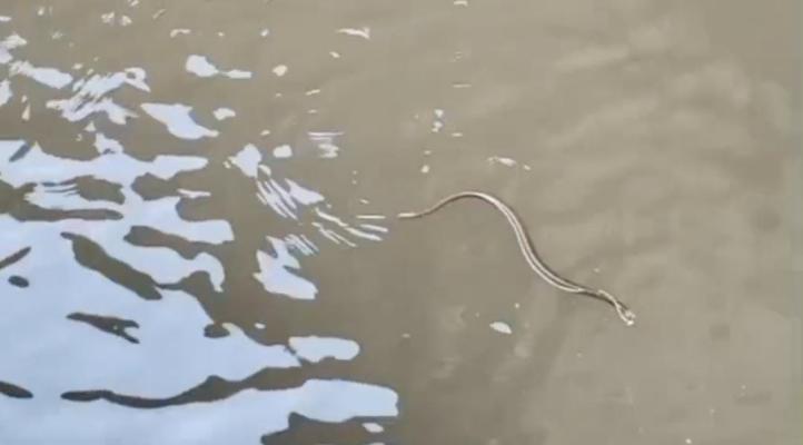 <p>कळेतील फिल्टर हाऊसच्या टाकीत आढळला नाग....</p>
