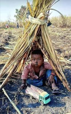 <p>ऊसतोड कामगारांच्या मुलांच्या शिक्षणाची जबाबदारी जिल्हा परिषदेची – डॉ. शेंडकर</p>
