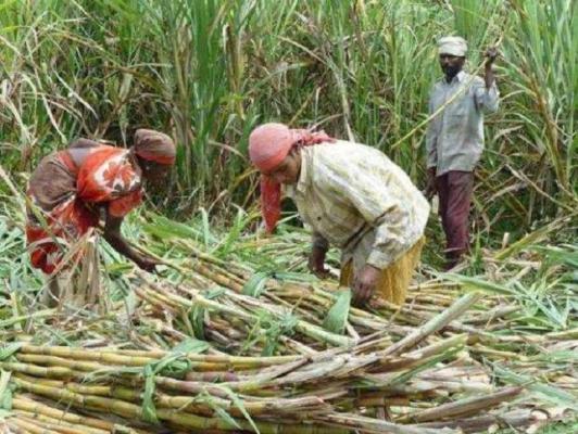 <p>फराळे येथील ओंकार शुगरने उसाला प्रतिटन ३ हजार ४६१ रुपये जाहीर केला दर</p>
