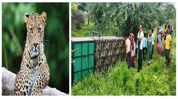 <p>‘या’ गावात धुमाकूळ घालणारा बिबट्या सापडला...</p>
