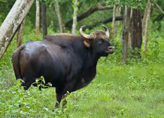 <p>कोल्हापूरच्या कासारवाडी गावच्या पश्चिम – उत्तर भागात गव्यांचा वावर...</p>
