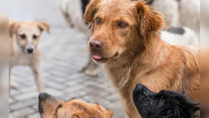 <p>भटक्या कुत्र्यांना शासकीय कार्यालय परिसरात खायला घालण्यावर आता येणार निर्बंध...</p>
