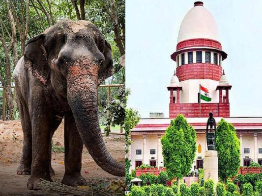 <p>वनताराचं काम कायद्यानुसार...: सर्वोच्च न्यायालयानं नोंदवलं निरीक्षण</p>
