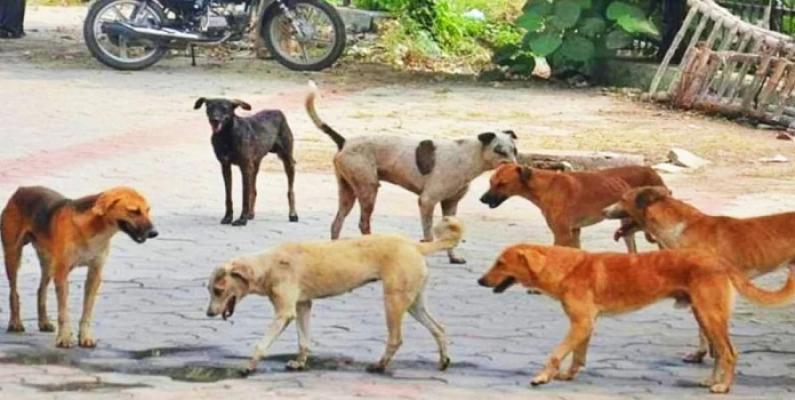 <p>मोकळ्या ठिकाणी कुत्र्यांना खायला घालताय मग थांबा...!</p>
