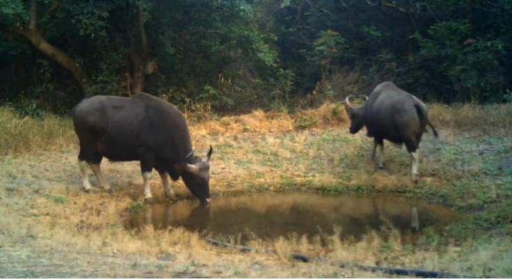 <p>राधानगरी अभयारण्यात वन्यप्राणी गणना उत्साहात ; स्वयंसेवकांनी घेतला जंगलाचा थरारक अनुभव</p>
