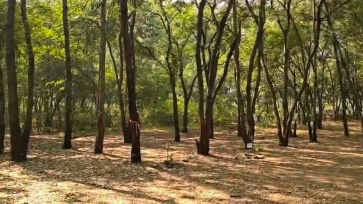 <p>राज्यात 12 वर्षांत &lsquo;इतकी&rsquo; लाख झाडे तोडली : अधिवेशनात सरकारची कबुली&nbsp;</p>
