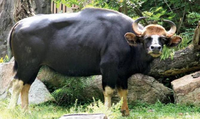 <p>शिरोली दुमाला परिसरात गव्यांचा वावर..</p>
