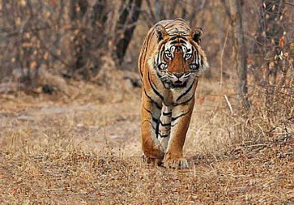 <p>सह्याद्रीच्या दऱ्याखोऱ्यात नव्या 'शिलेदारा'ची डरकाळी...</p>
