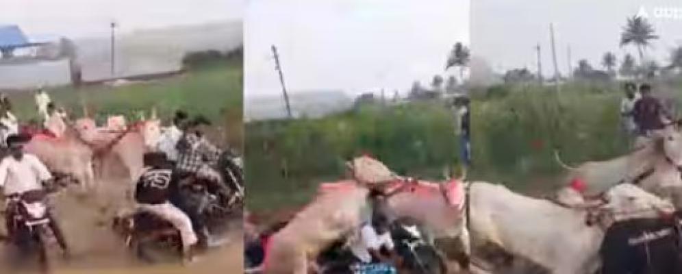 <p>गडहिंग्लजमध्ये बैलगाडी शर्यतीत... थरकाप उडवणारी घटना घडली&nbsp;</p>
