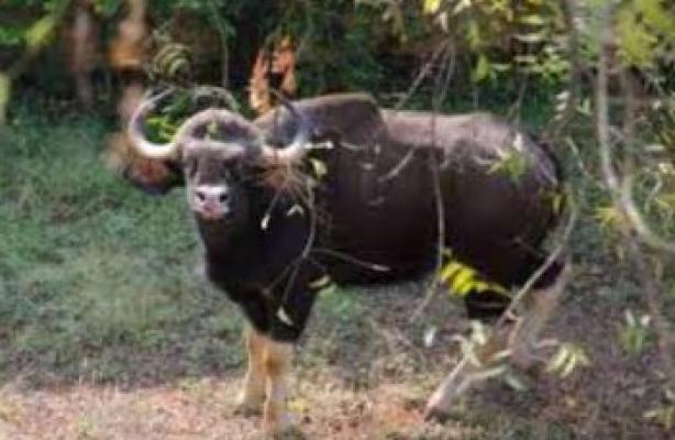 <p>पन्हाळा तालुक्यातील गोठे परिसरात गव्यांचा धुमाकुळ...&nbsp;</p>
