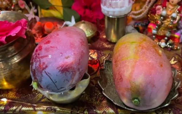 <p>जगातील सर्वात महागडा आंबा अयोध्येतील प्रभू रामाच्या चरणी अर्पण&nbsp;</p>

