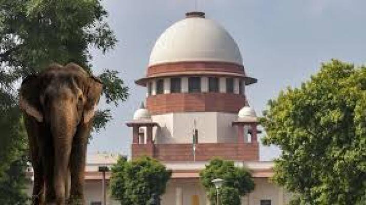 <p>माधुरी हत्तीणप्रकरणी सर्वोच्च न्यायालयाचा निर्णय – उच्च स्तरीय समिती घेणार अंतिम निर्णय</p>
