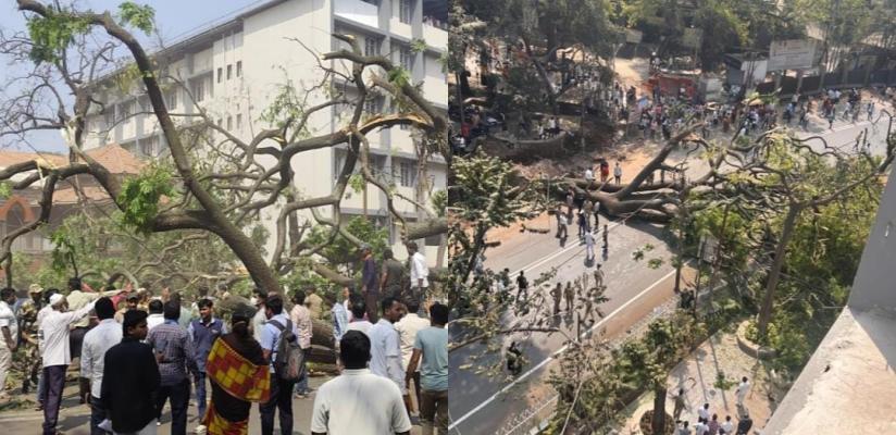 <p>छत्रपती प्रमिलाराजे हॉस्पिटलजवळ कोसळलं&nbsp;भलं मोठं झाड...</p>
