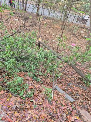 <p>रंकाळा परिसरात चंदनाच्या झाडाची चोरी करण्याचा प्रयत्न; गुन्हा दाखल करण्याची मागणी</p>
