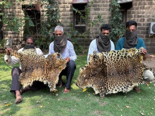 <p>कोल्हापुरात बिबट्याच्या कातड्यांची तस्करी उघड; कोल्हापुरात चौघे जेरबंद</p>
