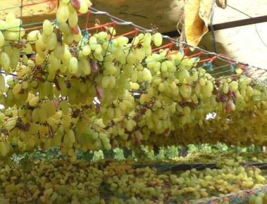 <p>अवकाळी पावसामुळे द्राक्षांचे मोठे नुकसान...बागायतदारांचे लाखोंचे&nbsp;नुकसान&nbsp;</p>
