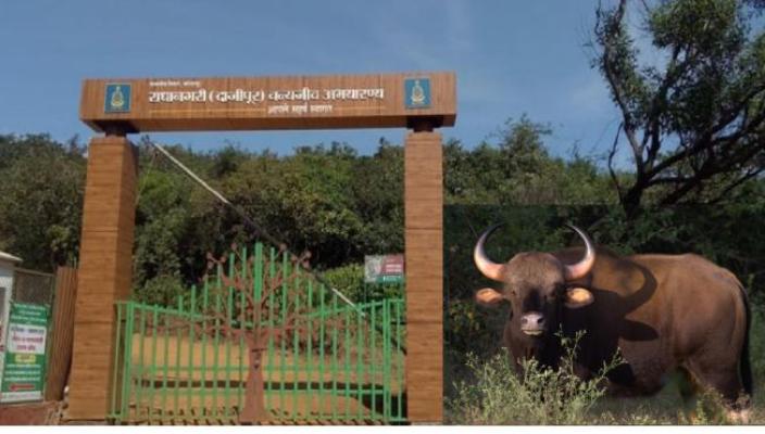 <p>दाजीपूर अभयारण्य सफारी आजपासून सुरू…स्थानिकांच्या मागणीला यश</p>
