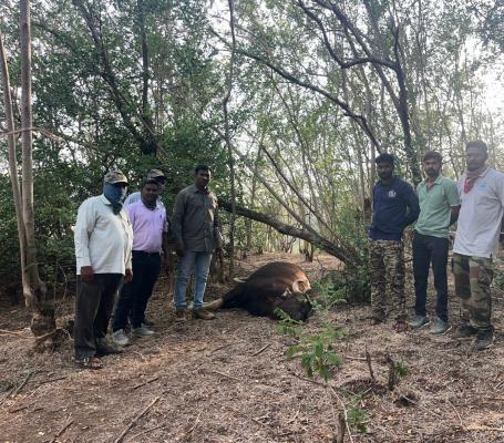 <p>उष्माघातामुळे &lsquo;या&rsquo; डोंगरात गवा रेड्याचा मृत्यू</p>
