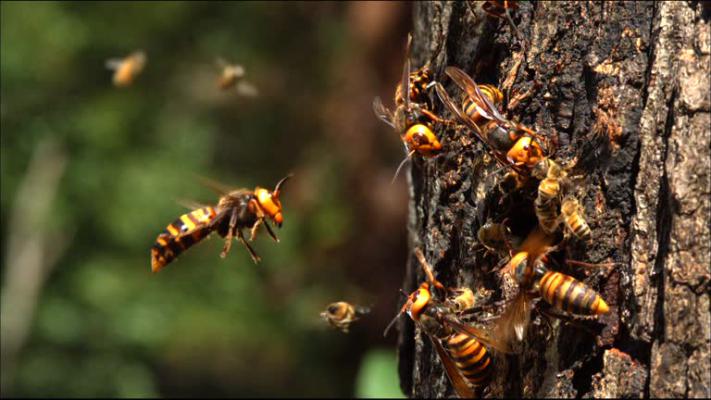 <p>जोतिबा देवदर्शनासाठी आलेल्या भाविकांवर गिरोली घाटात मधमाशांचा हल्ला...पाच जण जखमी</p>
