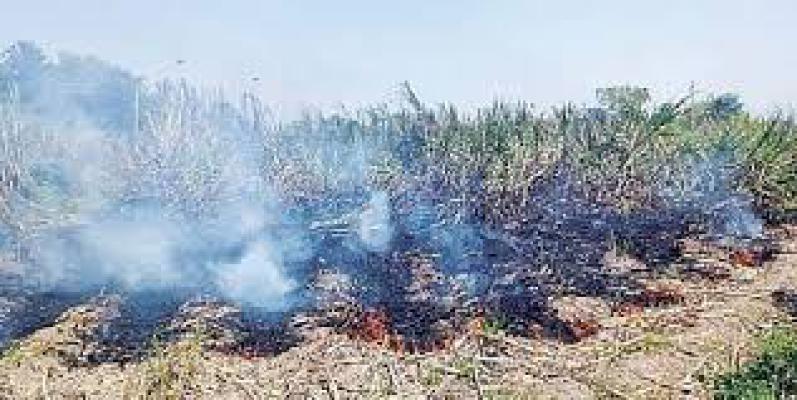 <p>सावर्डेत शॉर्टसर्किटने उसाला आग... शेतकऱ्याचे आर्थिक नुकसान</p>
