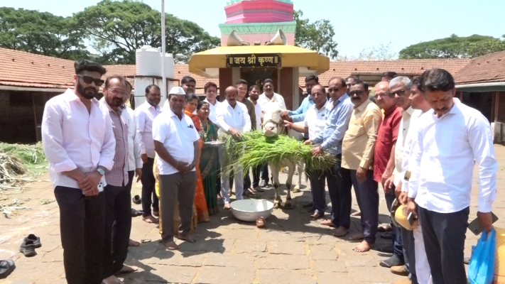 <p>आ. सतेज पाटील यांच्या वाढदिवसानिमित्त पांजरपोळमधील जनावरांना चारा</p>
