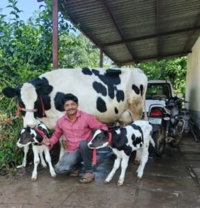 देवाळे येथील राधाने पहिल्याच वेतात दिला जुळ्या मादी वासरांना जन्म