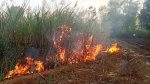 पन्हाळ्यातील मरळीत ८ एकरांतील ऊस जळून खाक