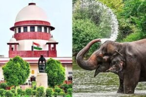 माधुरी हत्तीणीला पुन्हा वनतारात पाठवा ; ‘पेटा’ ची सर्वोच्च न्यायालयात याचिका